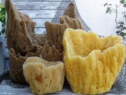 Natural Grass Body Sponge  St. John's Sponge Company